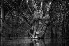 Árbol de carabinano, Parque Nacional del Jau, Amazonas
