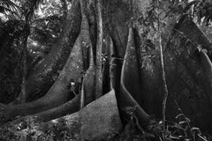 Les enfants et la Sumauma II, Barcelone, la forêt de l'Amazone, Brésil