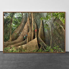 Children and the Sumauma IV, Barcelos the Amazon Forest, Brazil