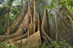 Les enfants et la Sumauma IV, Barcelos, la forêt de l'Amazone, Brésil