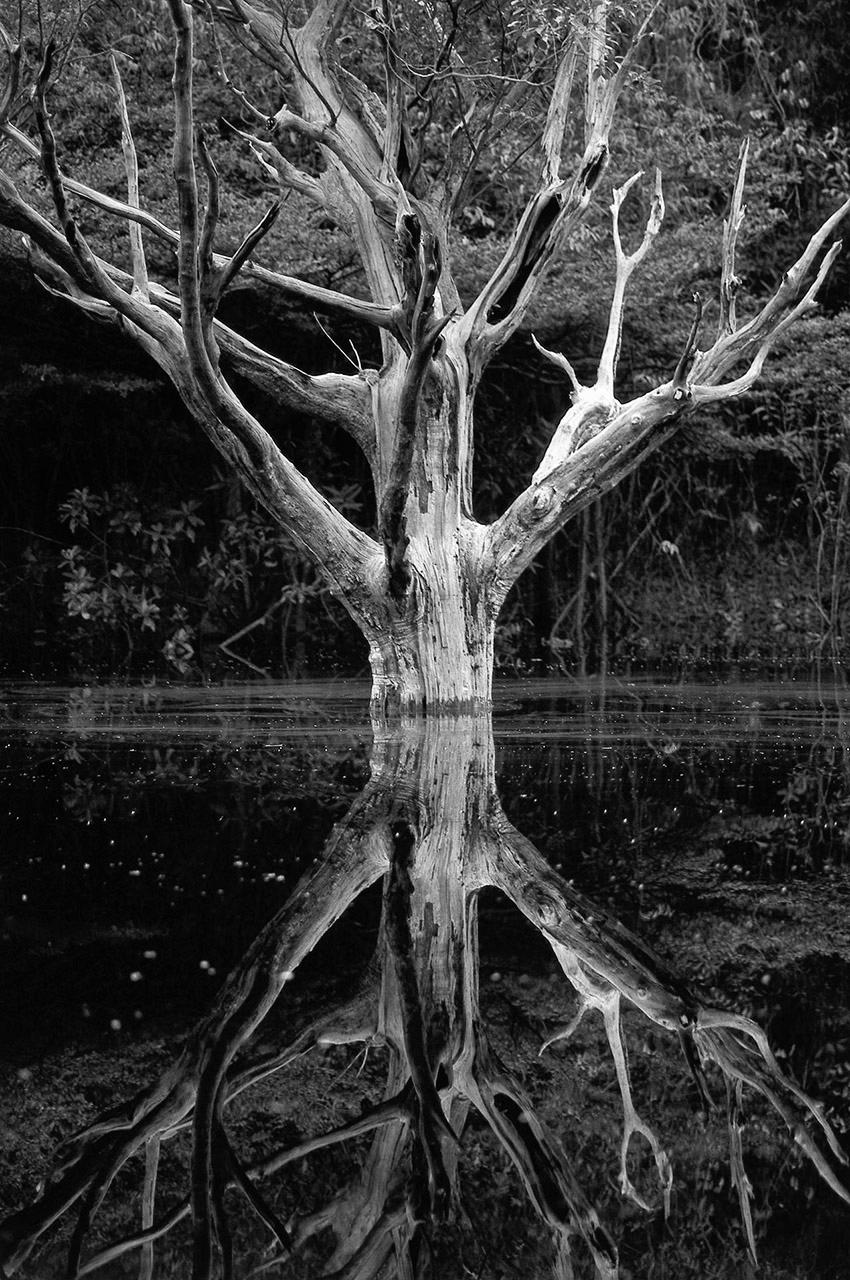 Araquém Alcântara Landscape Print - Dead Tree, Jau, The Amazon, Brazil