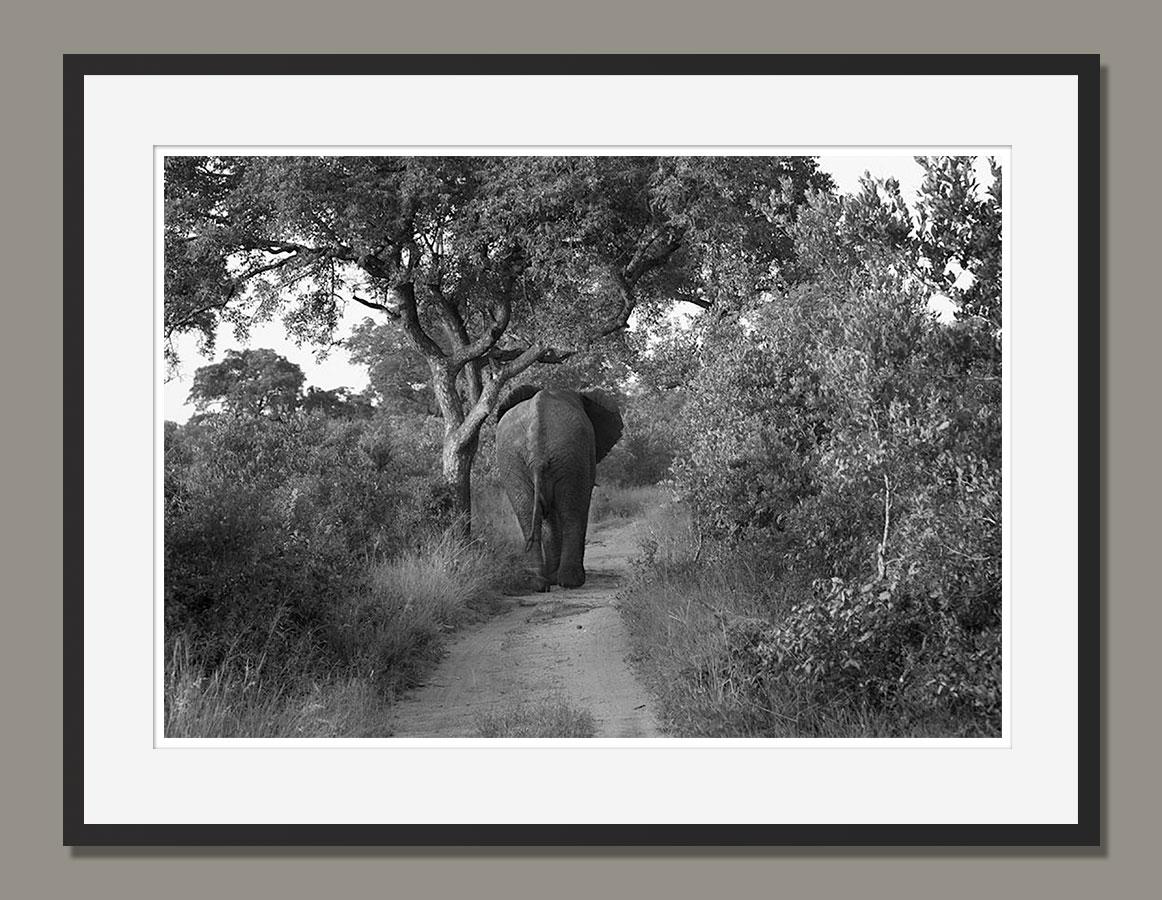 Elephant, Zimbabwe, Africa Wildlife - Photograph by Araquém Alcântara