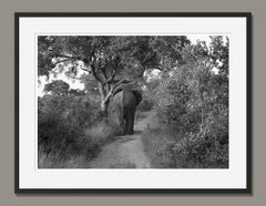 Elephant, Zimbabwe, Africa Wildlife