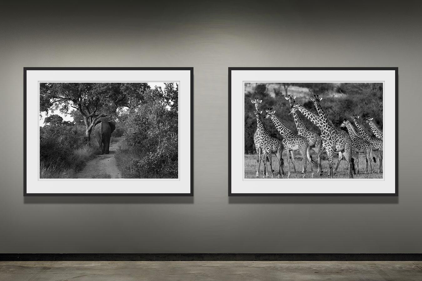 Elephant, Zimbabwe, Africa Wildlife - Contemporary Photograph by Araquém Alcântara