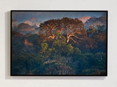 Foresta Amazzonica II, Alta Floresta, Mato Grosso, Brasile