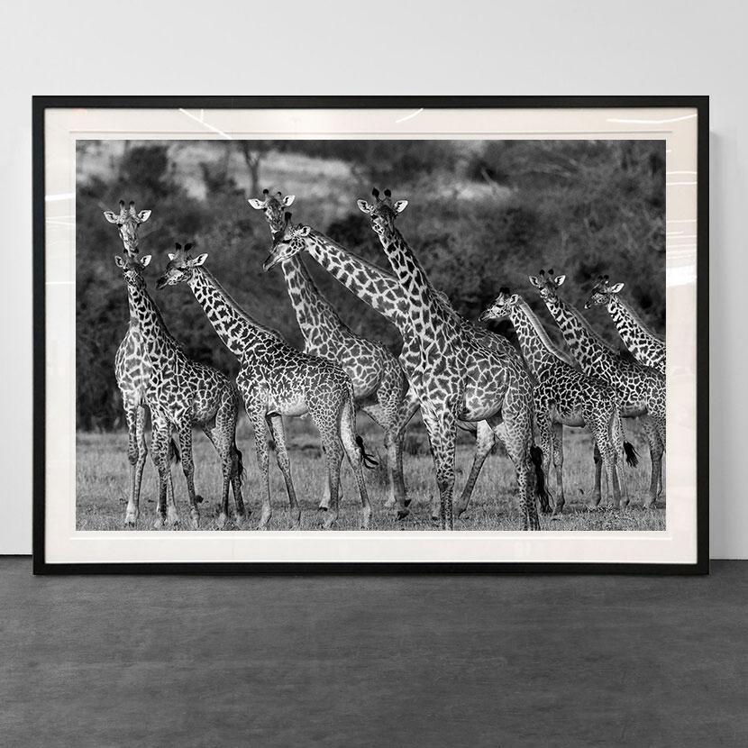 Giraffes, Tanzania, Africa Wildlife - Photograph by Araquém Alcântara