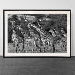 Giraffes, Tanzania, Africa Wildlife