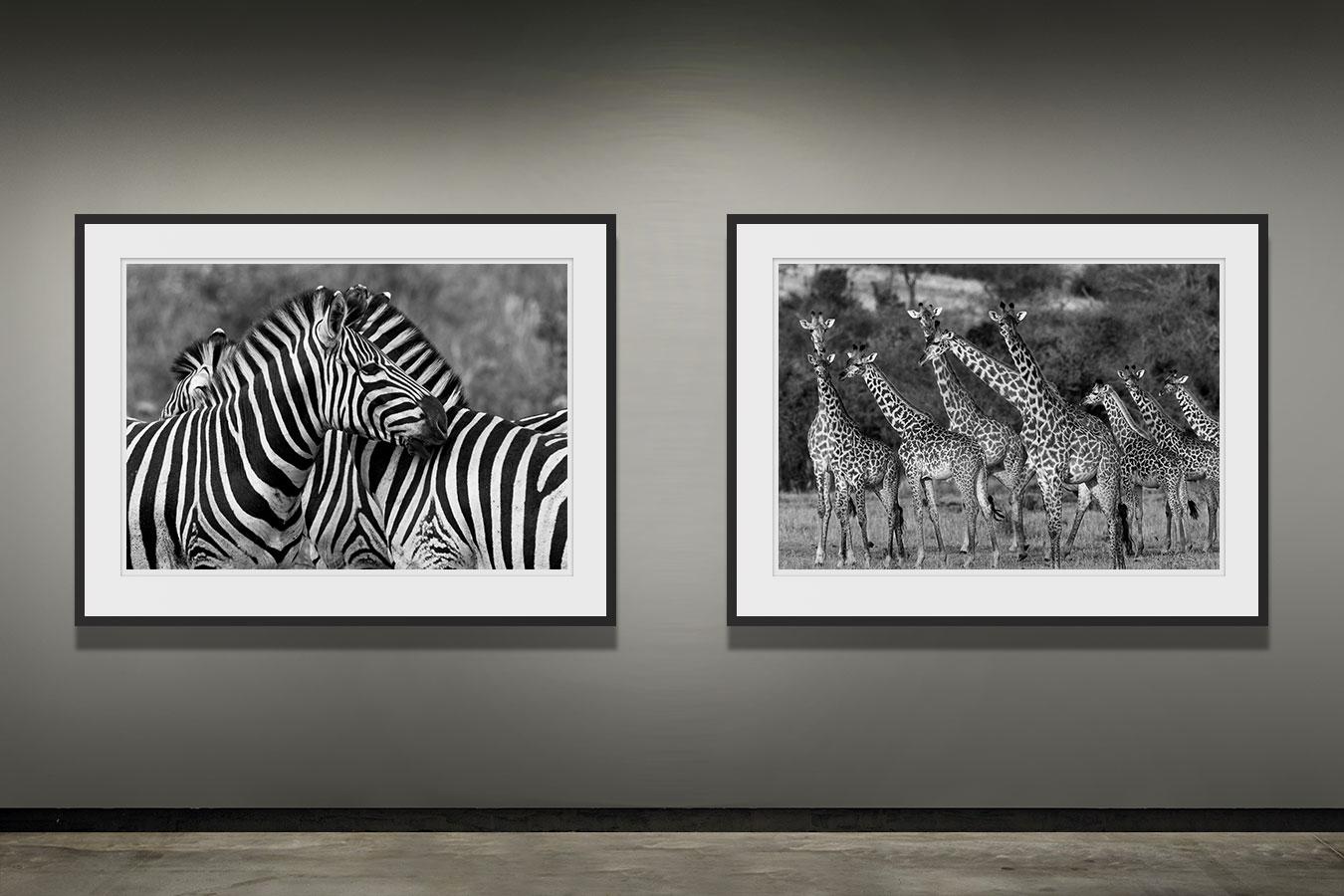Giraffen, Tansanien, Afrika Wildtiere (Zeitgenössisch), Photograph, von Araquém Alcântara
