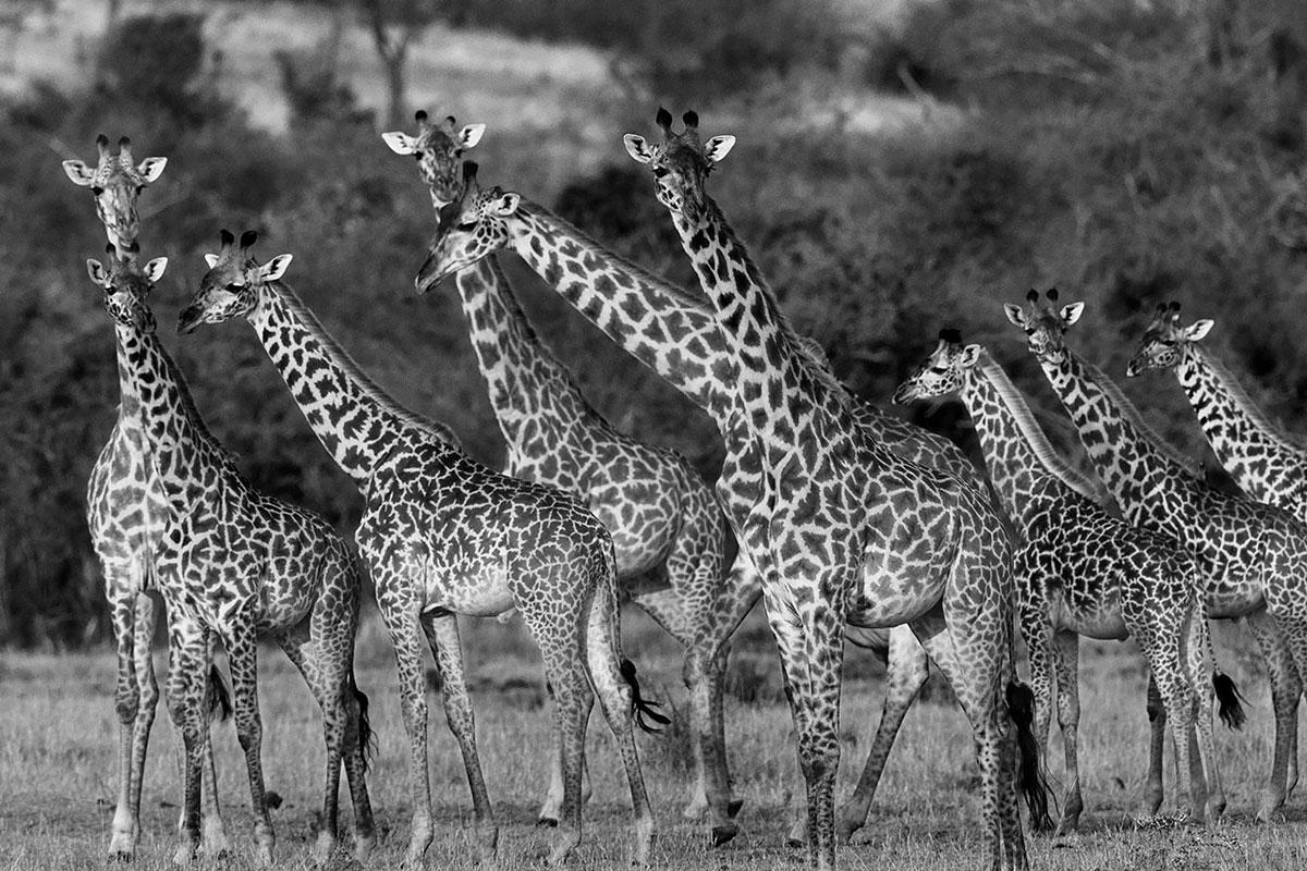Araquém Alcântara Landscape Photograph - Giraffes, Tanzania, Africa Wildlife