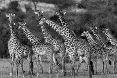 Giraffen, Tansanien, Afrika Wildtiere