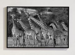 Giraffes, Tanzania, Brazil