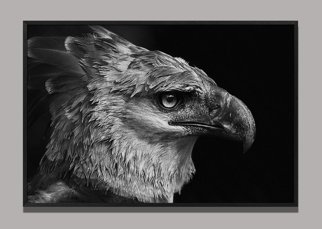 Harpia (Brasilianische Vögel) – Photograph von Araquém Alcântara