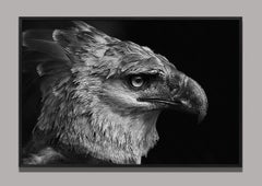 Harpia (Brazilian Birds)