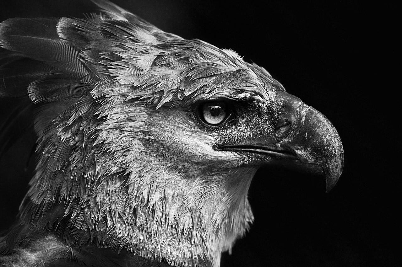 Araquém Alcântara Black and White Photograph – Harpia (Brasilianische Vögel)