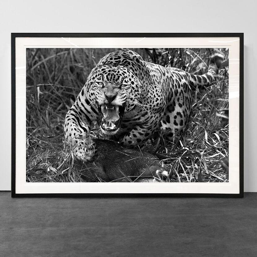 Jaguarete #8, Brasilien – Photograph von Araquém Alcântara