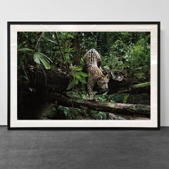 Jaguarete #11, Brazil