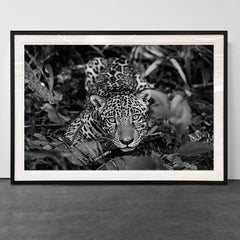 Jaguarete #2, Brasil