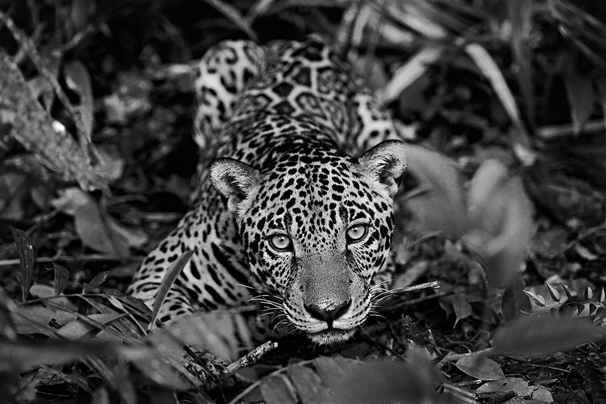 Araquém Alcântara Black and White Photograph - Jaguarete #2, Brazil