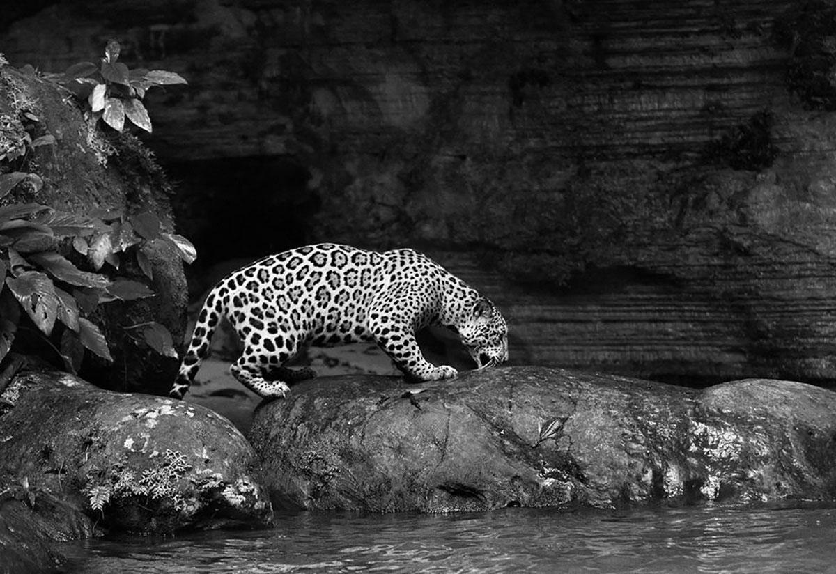 Araquém Alcântara Black and White Photograph - Jaguarete #6, Brazil