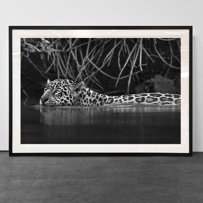 Jaguarete #9, Brasile (fauna brasiliana) - Photograph di Araquém Alcântara