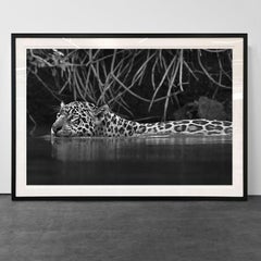 Jaguarete #9, Brazil (Brazilian Wildlife)