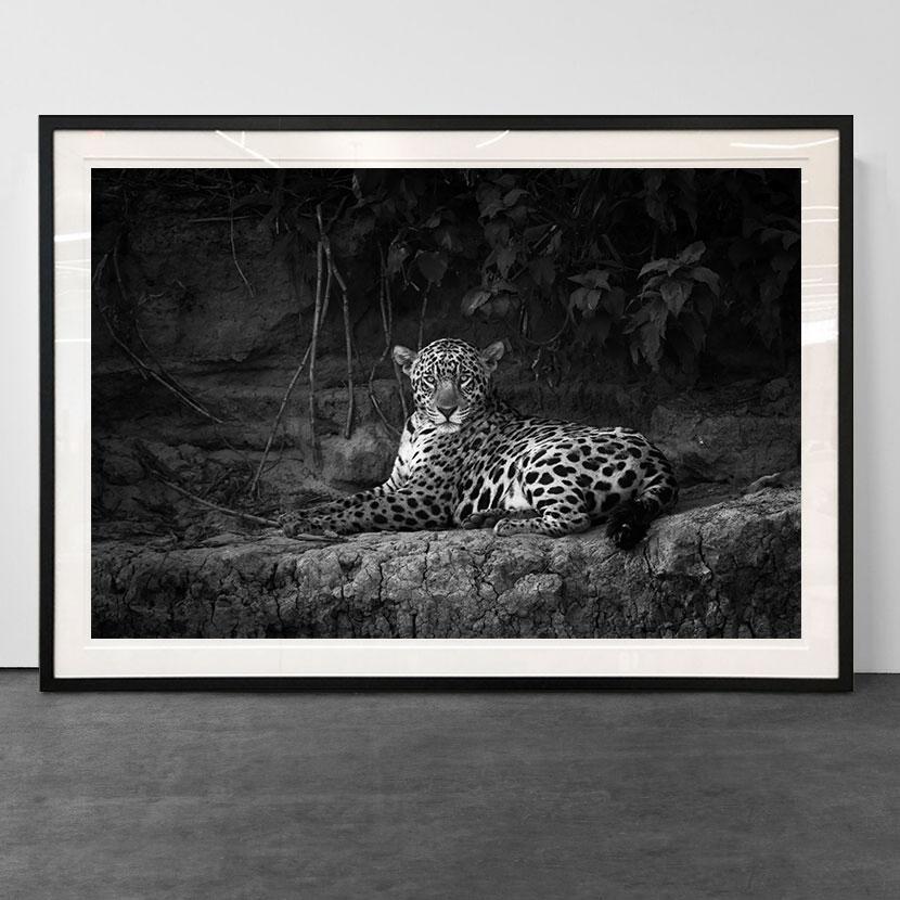 Jaguarete #3, Brazil, Wildlife - Photograph by Araquém Alcântara