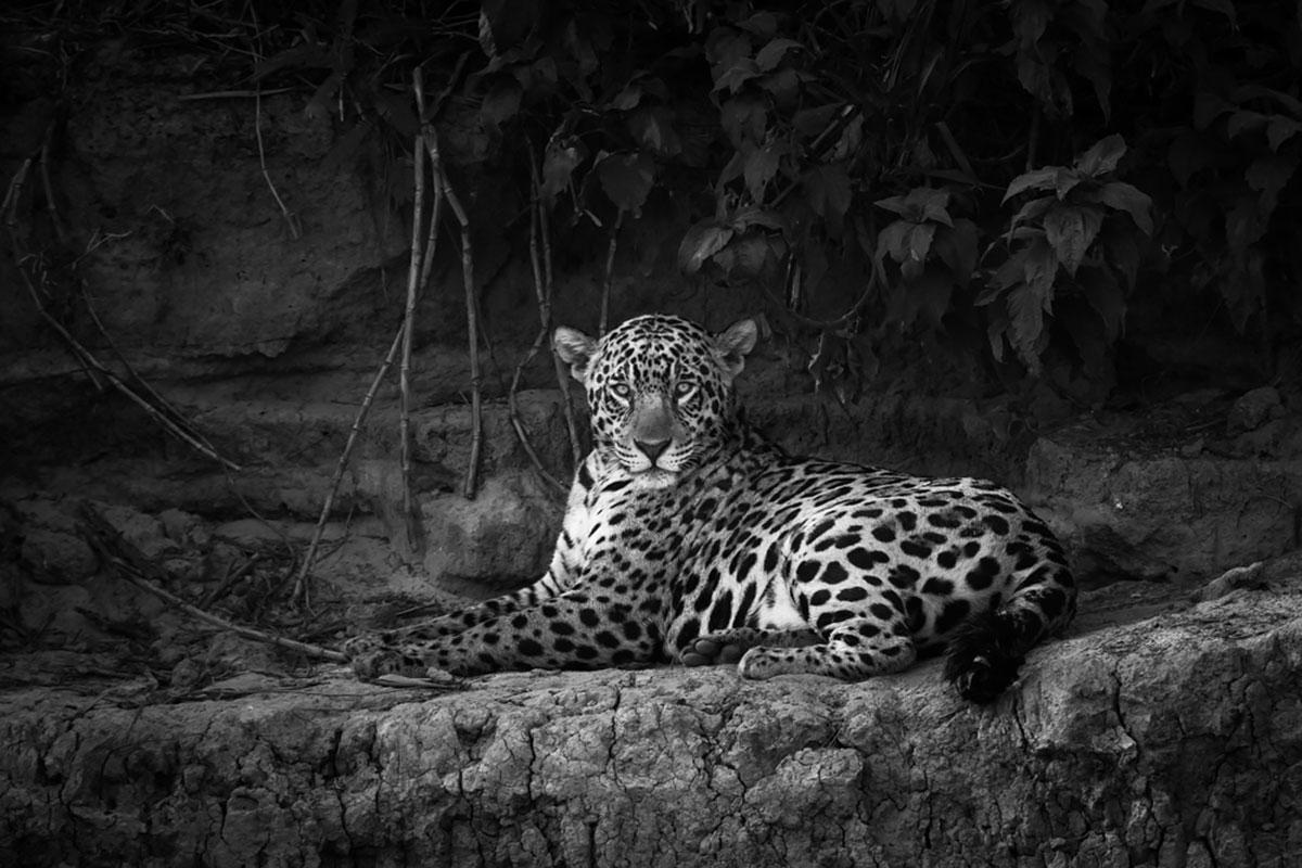 Araquém Alcântara Black and White Photograph - Jaguarete #3, Brazil, Wildlife