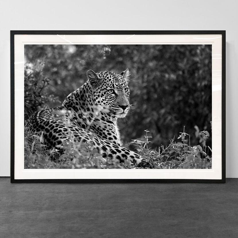 Leopard II, Tanzania, Africa, Wildlife - Photograph by Araquém Alcântara