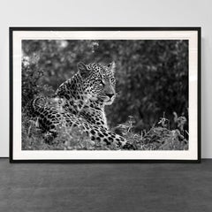 Leopard II, Tanzania, Africa, Wildlife