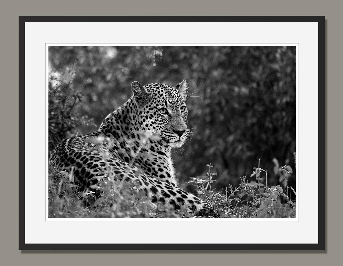 Leopard II, Tanzania, Africa, Wildlife - Contemporary Photograph by Araquém Alcântara