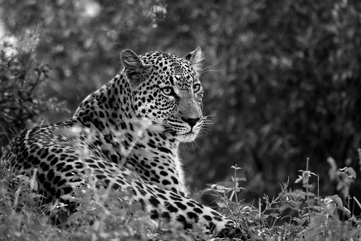 Araquém Alcântara Black and White Photograph - Leopard II, Tanzania, Africa, Wildlife