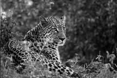 Leopard II, Tanzania