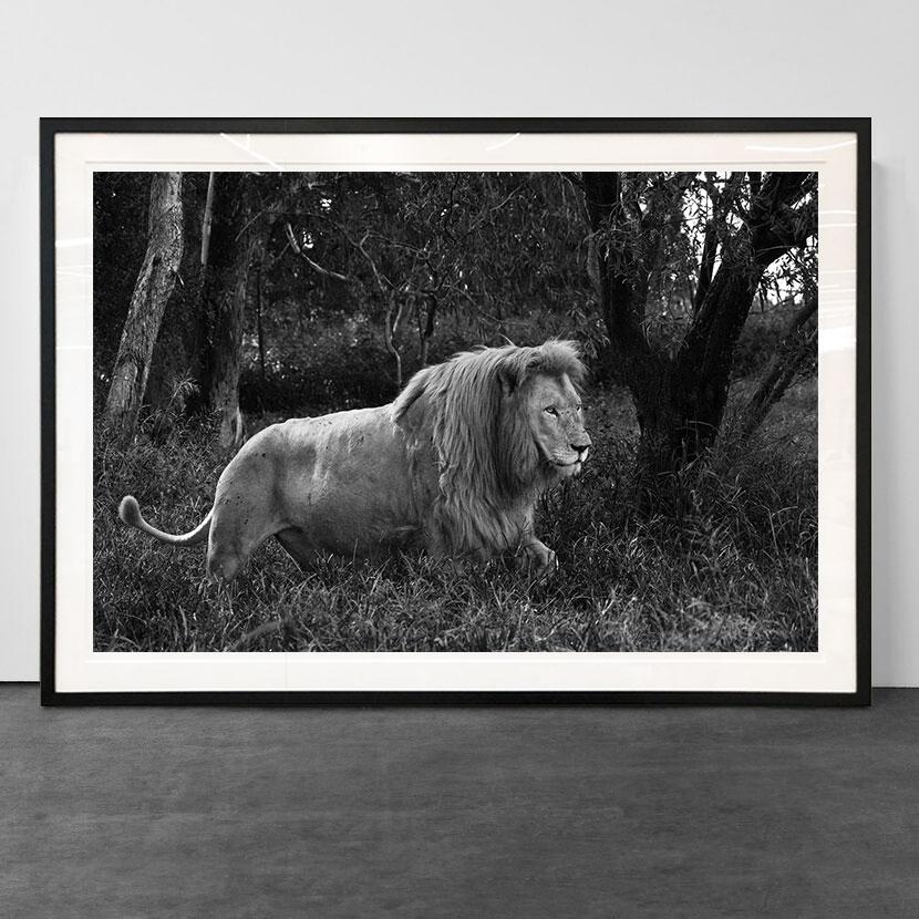 Araquem Alcantara - Löwe, Tansanien, Afrika - Wildtiere Schwarz-Weiß-Fotografie – Photograph von Araquém Alcântara