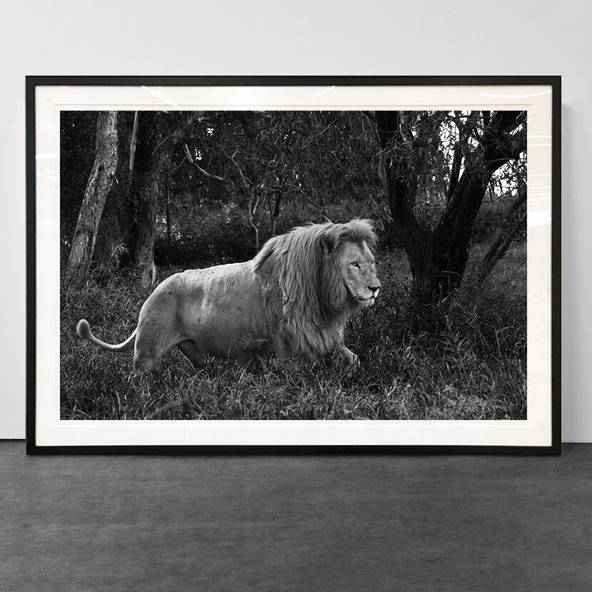 Araquém Alcântara
Lion, Tanzania, Africa, 2011

120 x 180 cm
48 x 71 inches
Edition of 10

Also available in:

70 x 105 cm
27.5 x 41 inches
Edition of 10

100 x 150cm
40 x 60 inches
Edition of 10

Archival Pigment Print - Signature Label on verso.