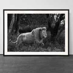 Araquem Alcantara - Lion, Tanzania, Africa - Wildlife Black and White Photograph
