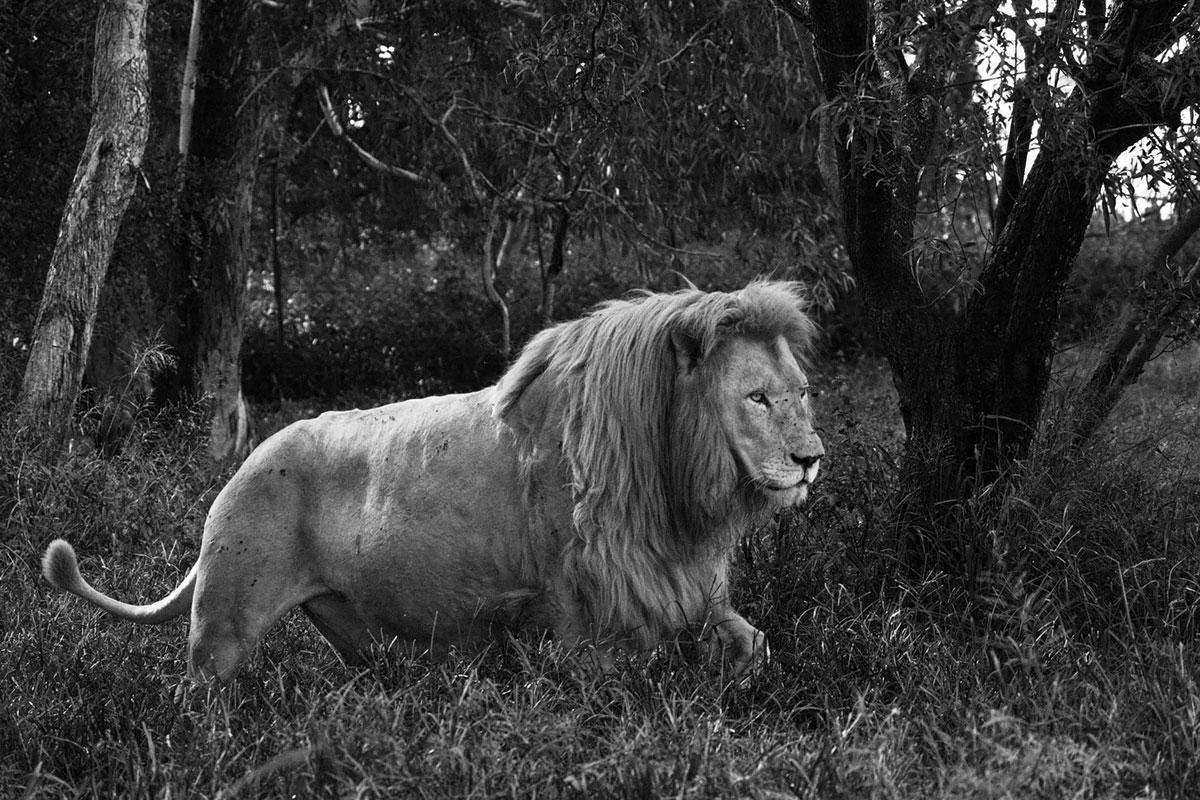 Araquém Alcântara Landscape Photograph - Araquem Alcantara - Lion, Tanzania, Africa - Wildlife Black and White Photograph