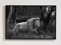 Lion, Tansania
