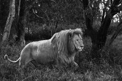 Lion, Tansania