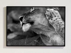 Lioness, South Africa