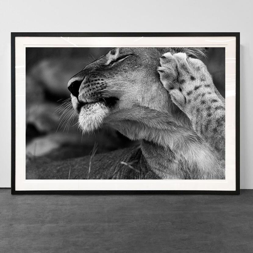 Lioness, South Africa (Wildlife Africa) - Photograph by Araquém Alcântara