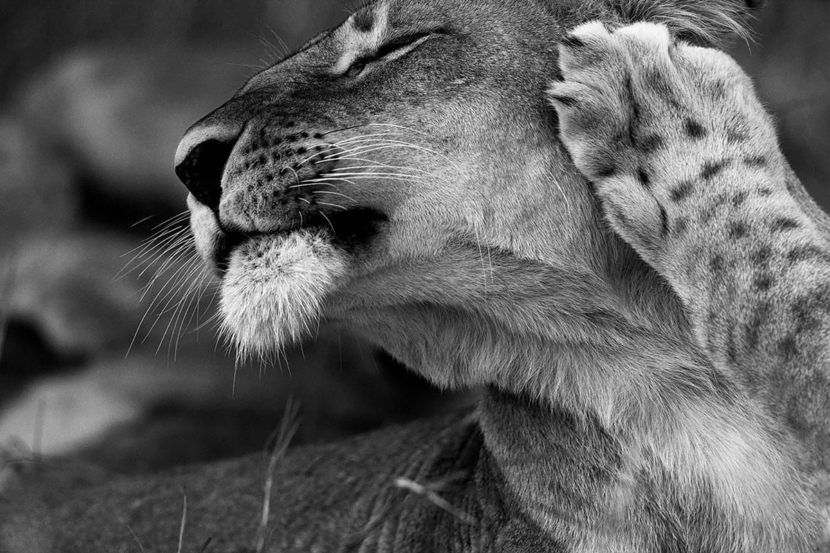 Araquém Alcântara Landscape Photograph - Lioness, South Africa (Wildlife Africa)