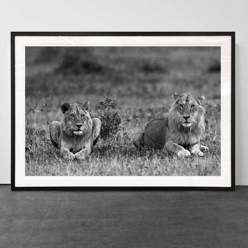 Lions, Tanzania, Africa  (Wildlife Africa) - Photograph by Araquém Alcântara