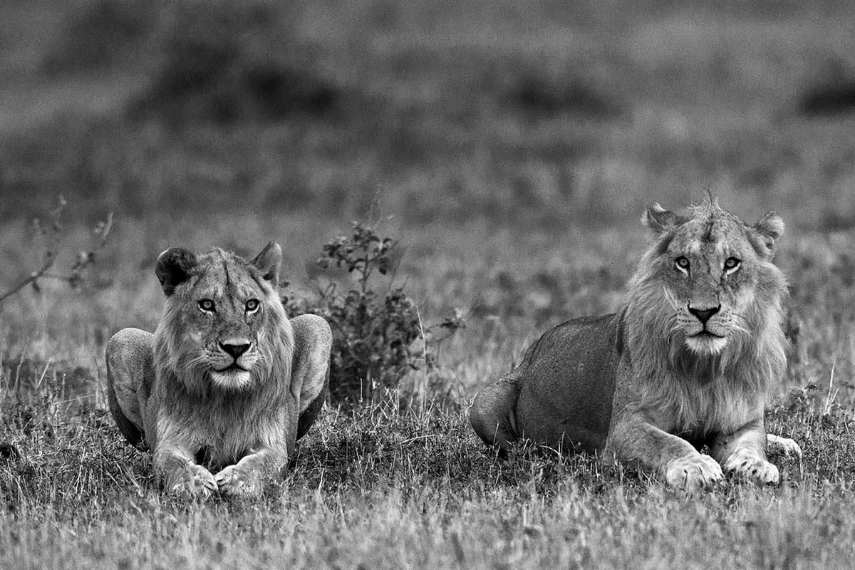 Araquém Alcântara Black and White Photograph - Lions, Tanzania, Africa  (Wildlife Africa)