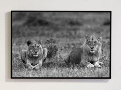 Lions, Tanzania