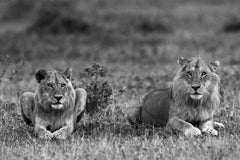 Lions, Tanzania