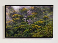 Mata Atlantica, Brazil