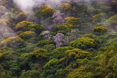 Mata Atlantica, Brazil