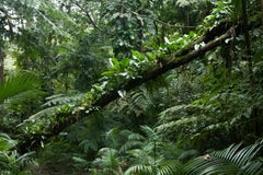Mata Atlantica II, Parque Estadual Carlos Botelho, Brazil