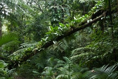Rainforest I, Brazil
