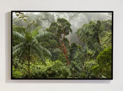 Mata Atlantica, Parque Estadual Carlos Botelho, Brazil